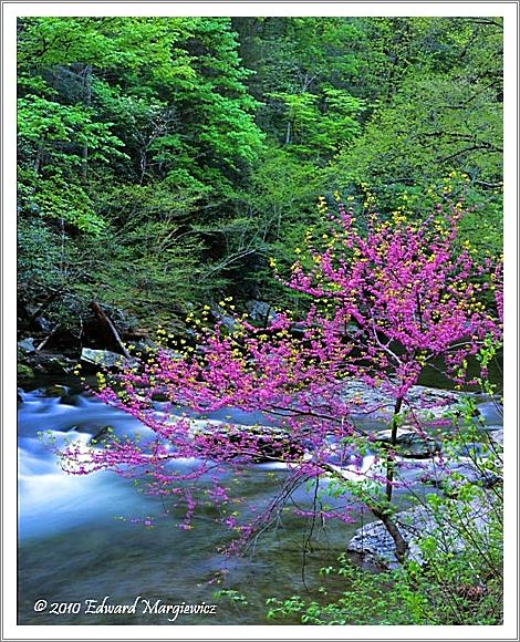 450671   A redbud tree contrasting with new growth on the hardwood trees along the Little River, GSMNP